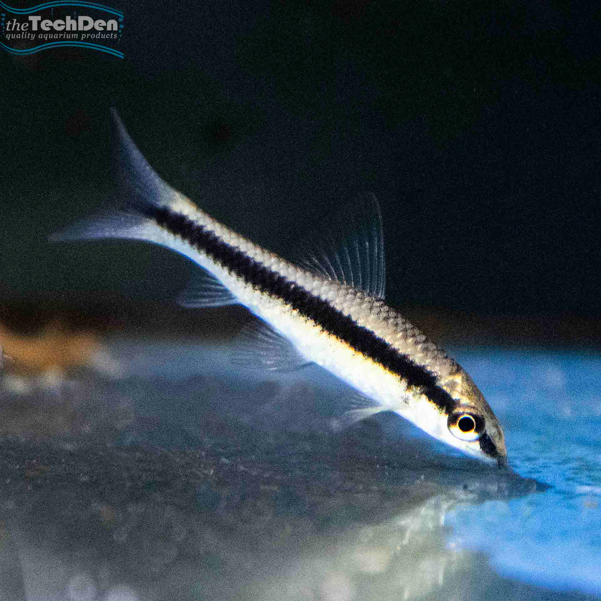 Siamese Flying Fox Shark - (No Online Purchases)