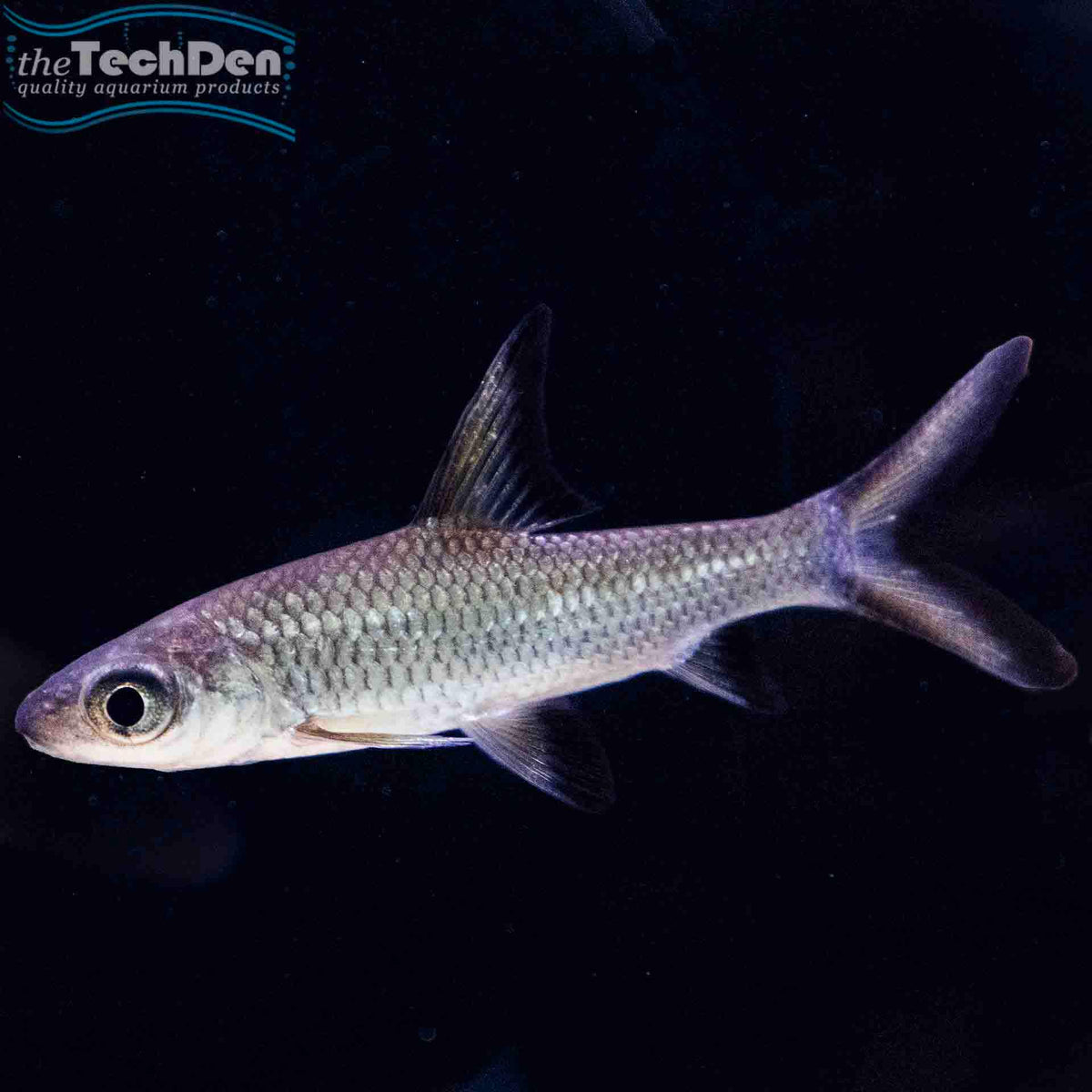 Silver Shark  - (No Online Purchases)
