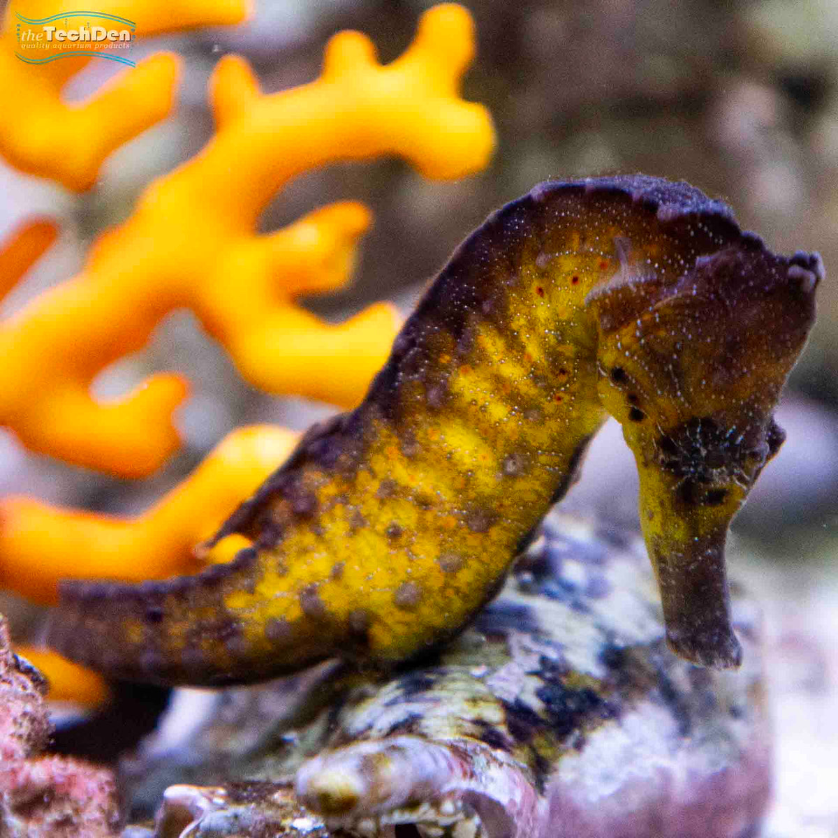 Southern Knight Seahorse (H.Abdomionalis) (No Online Purchases)