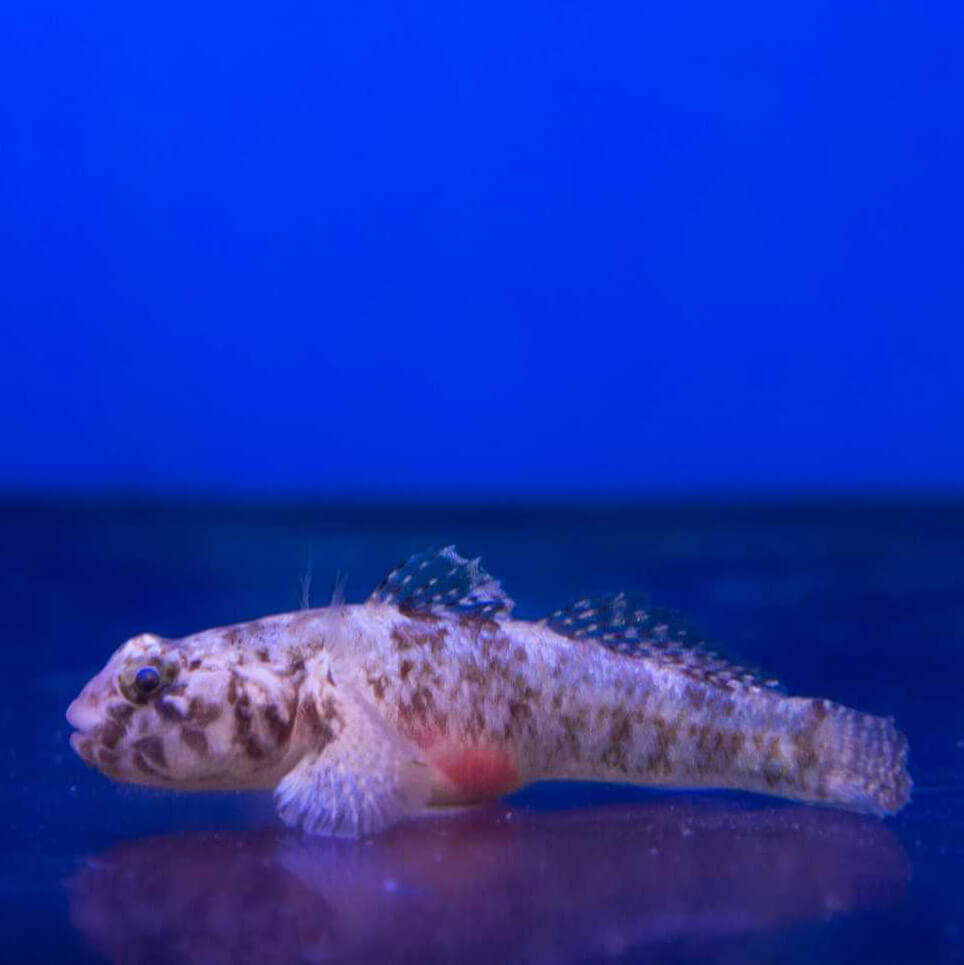 Speckled Dwarf Goby - (No Online Purchases)