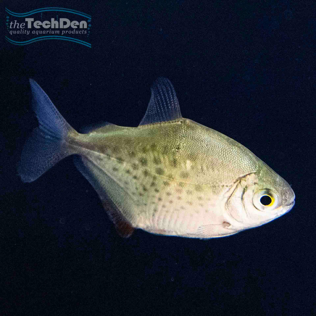 Spotted Silver Dollar 5cm - (No Online Purchases)