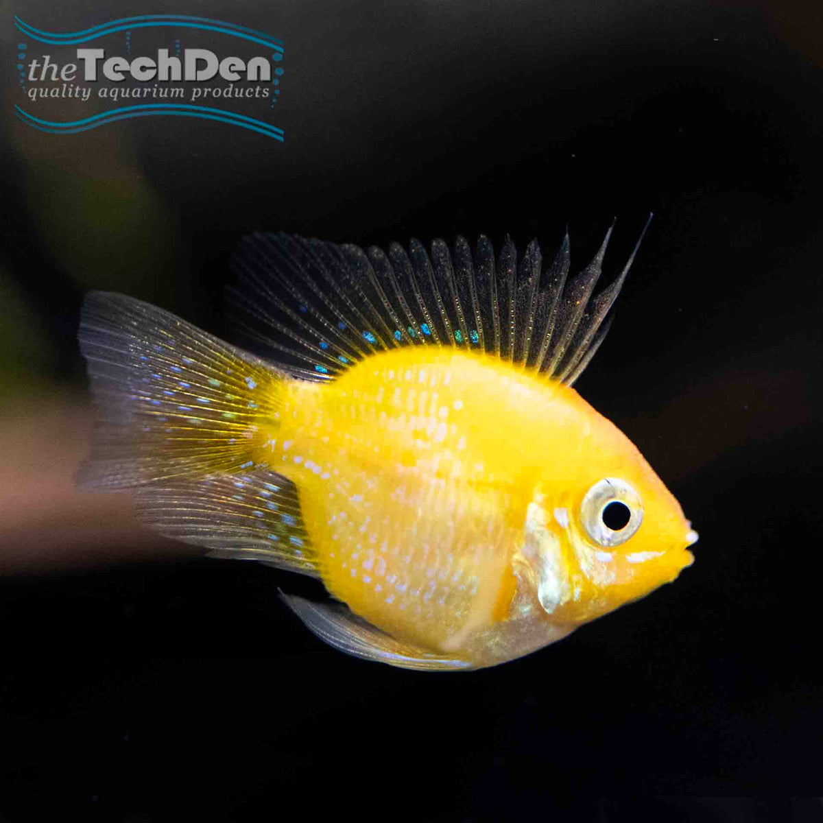 Sunshine Gold Balloon Ram (Ramirezi) - (No Online Purchases)