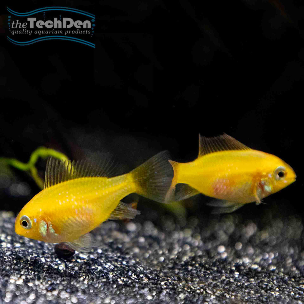 Sunshine Gold Ram (Ramirezi) - (No Online Purchases)
