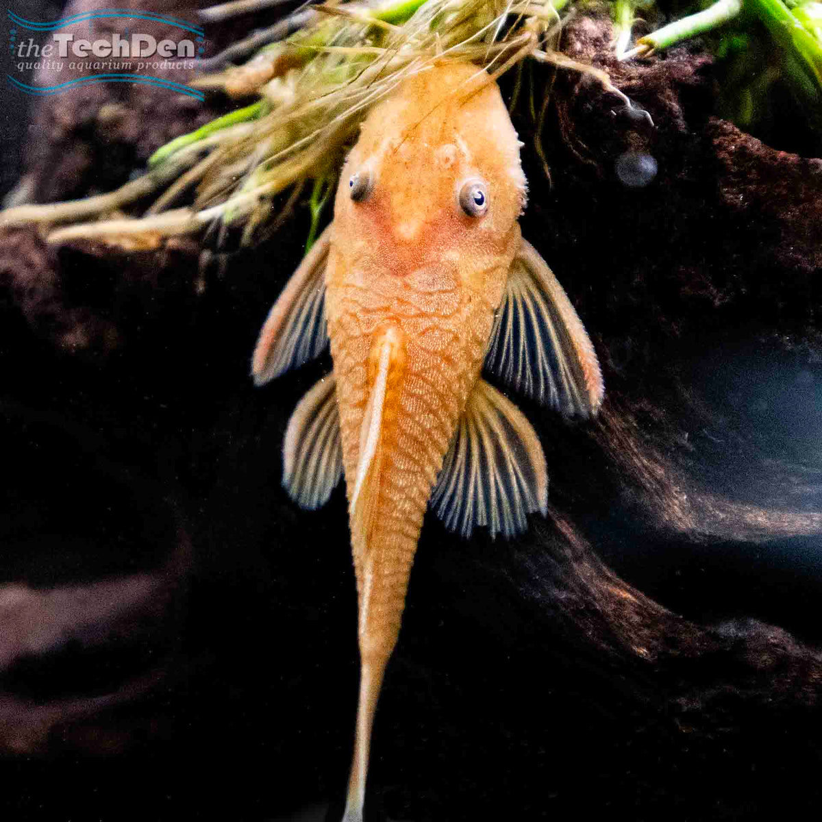 Super Red Bristlenose - (No Online Purchases)