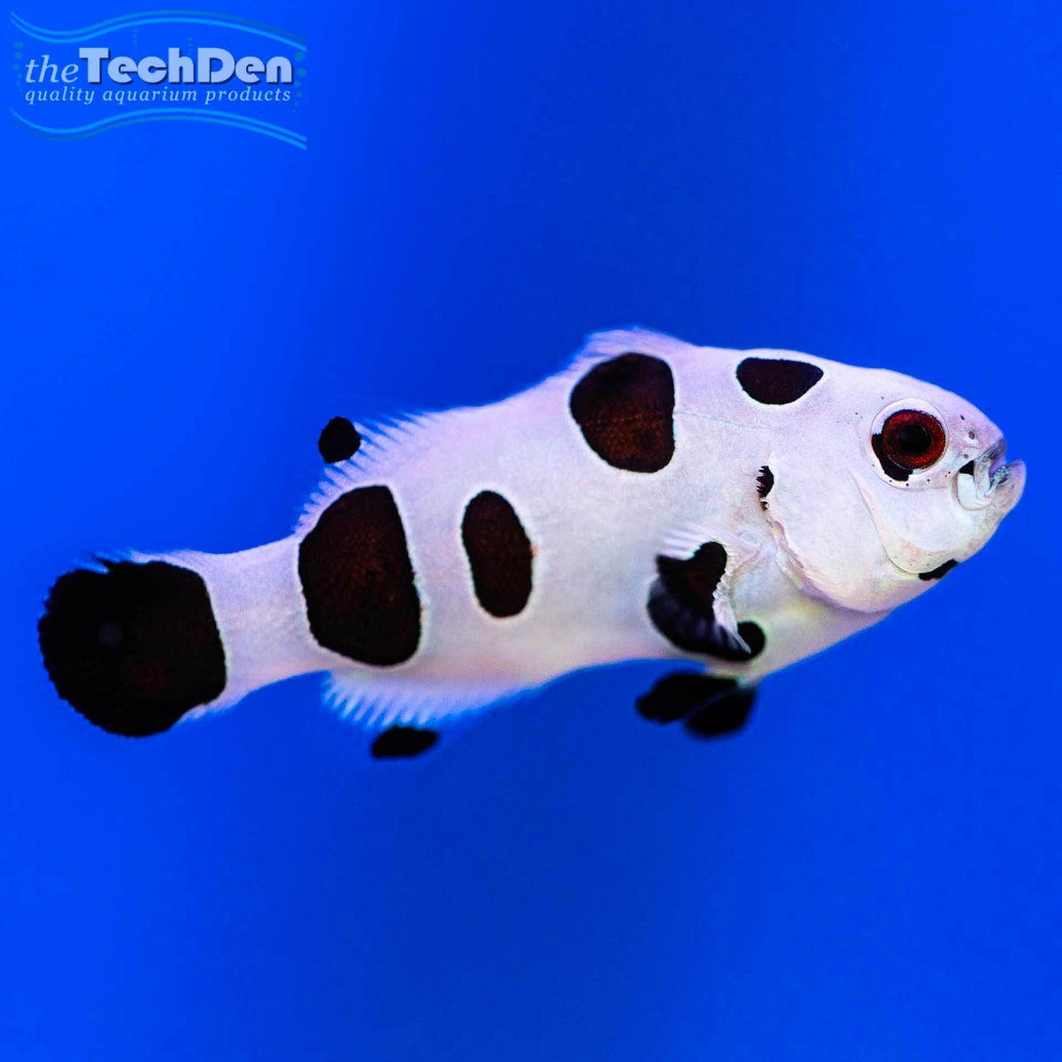 Super Storm Designer Clownfish - (No Online Purchases)