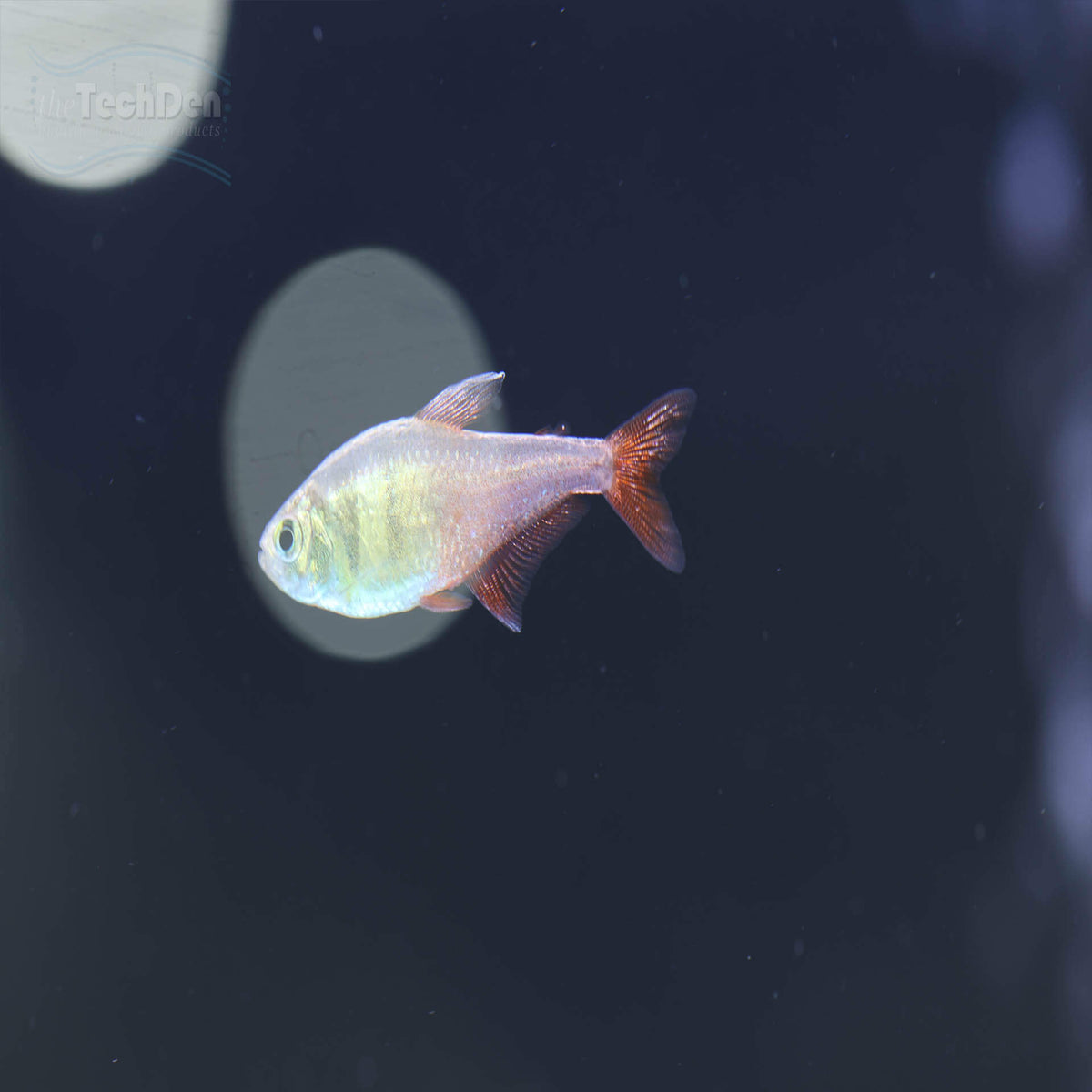 Golden Flame Tetra - (No Online Purchases)