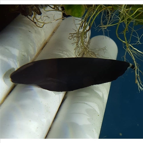 Black Ghost Knife Fish - (No Online Purchases)