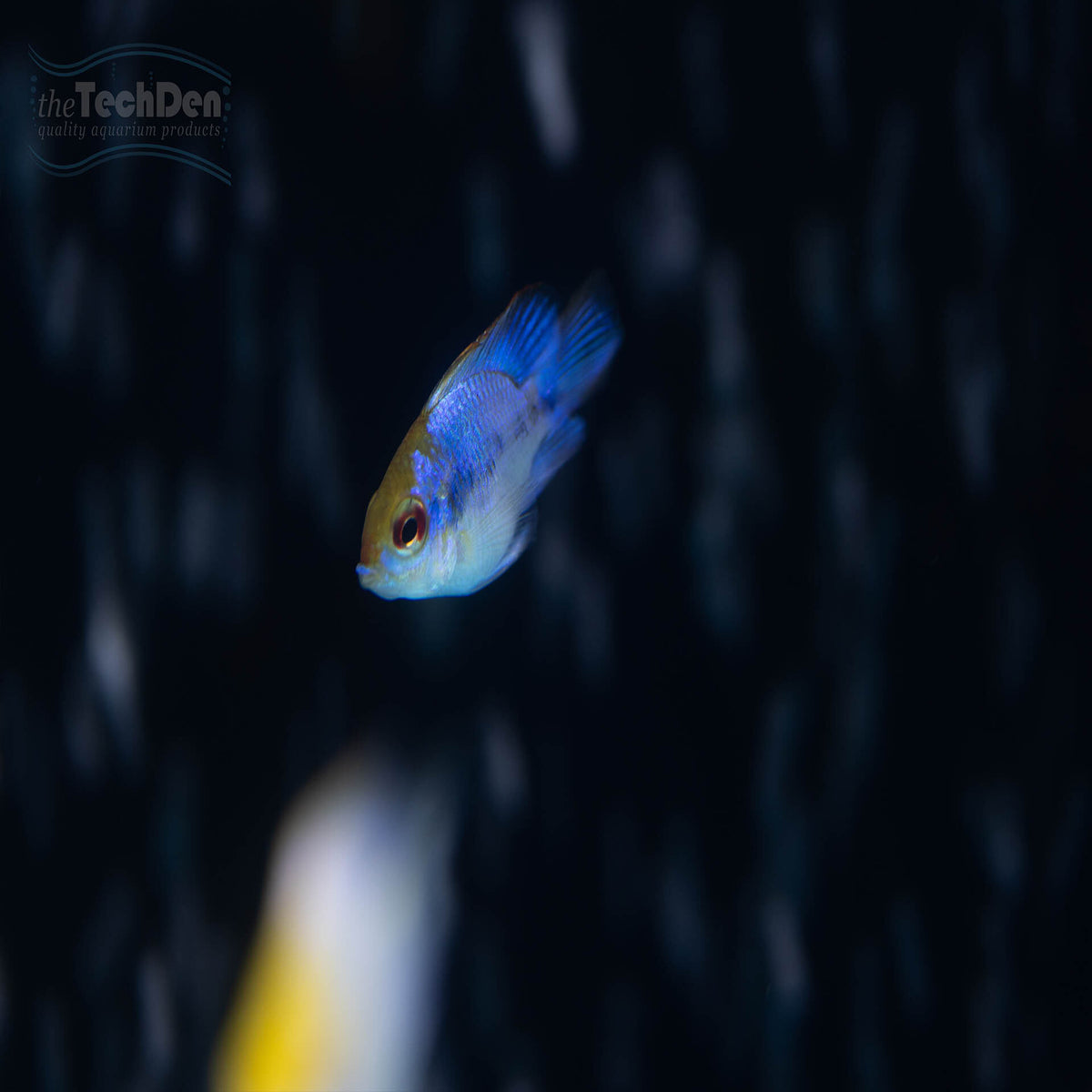 Neon Blue Balloon Ram - (No Online Purchases)