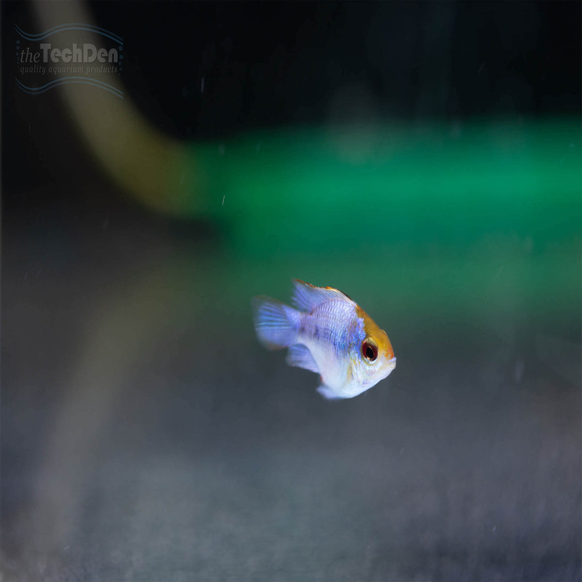 Neon Blue Balloon Ram - (No Online Purchases)