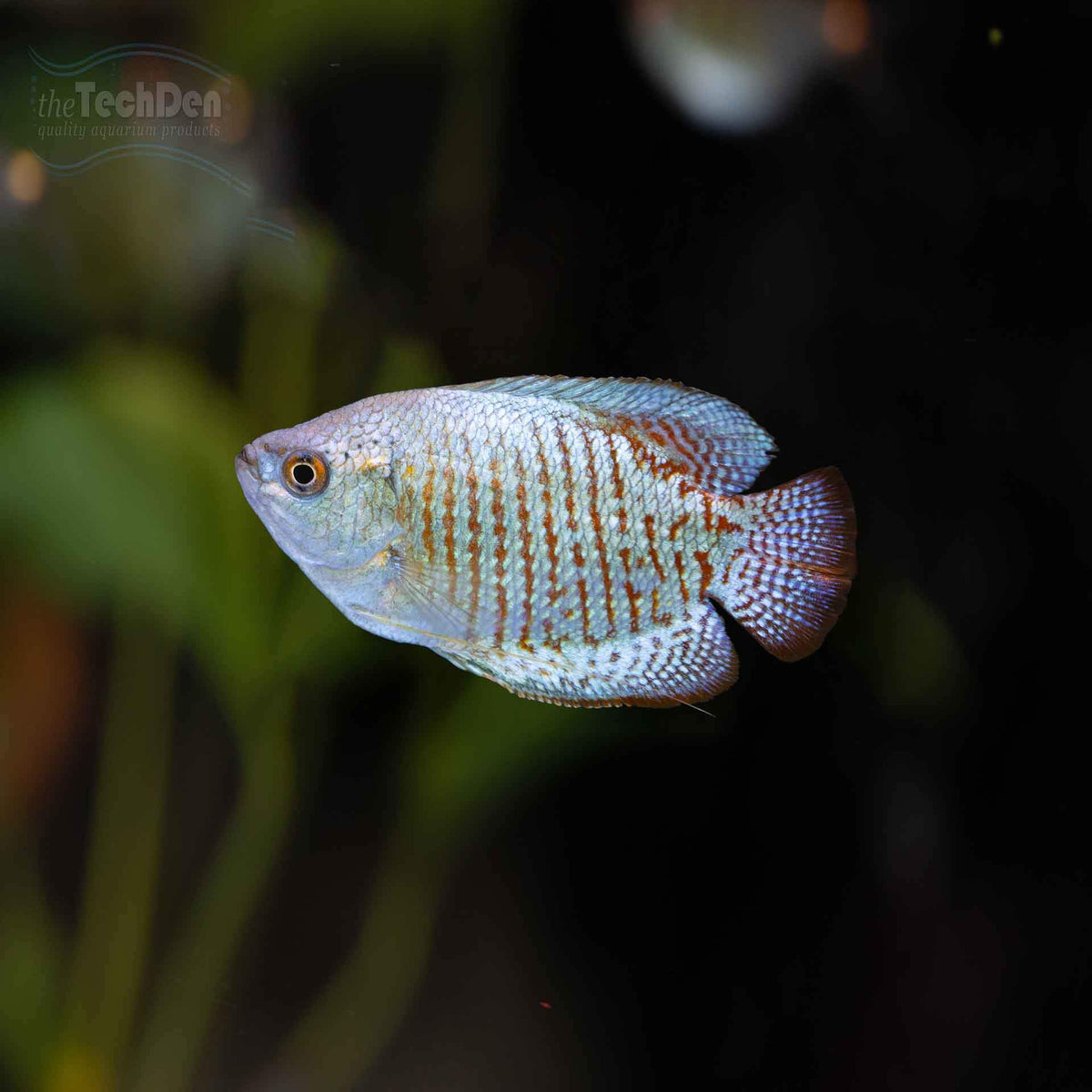 Male Neon Dwarf Gourami - (No Online Purchases)