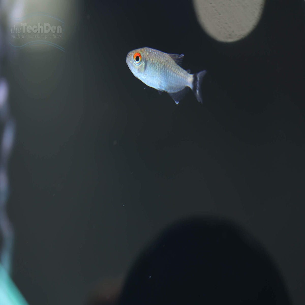 Lamp Eye Tetra - (No Online Purchases)