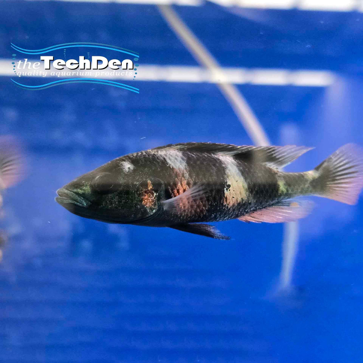 Crimson Tide Cichlid (Astatotilapia Latifasciatus) - (No Online Purchases)