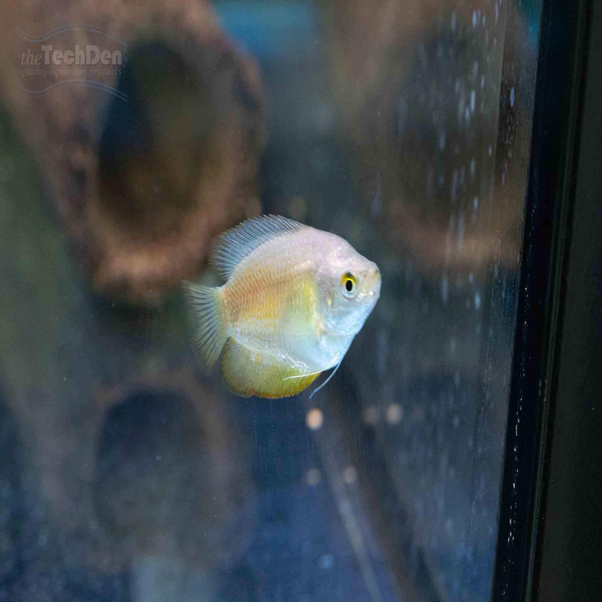 Female Dwarf Gourami - (No Online Purchases)