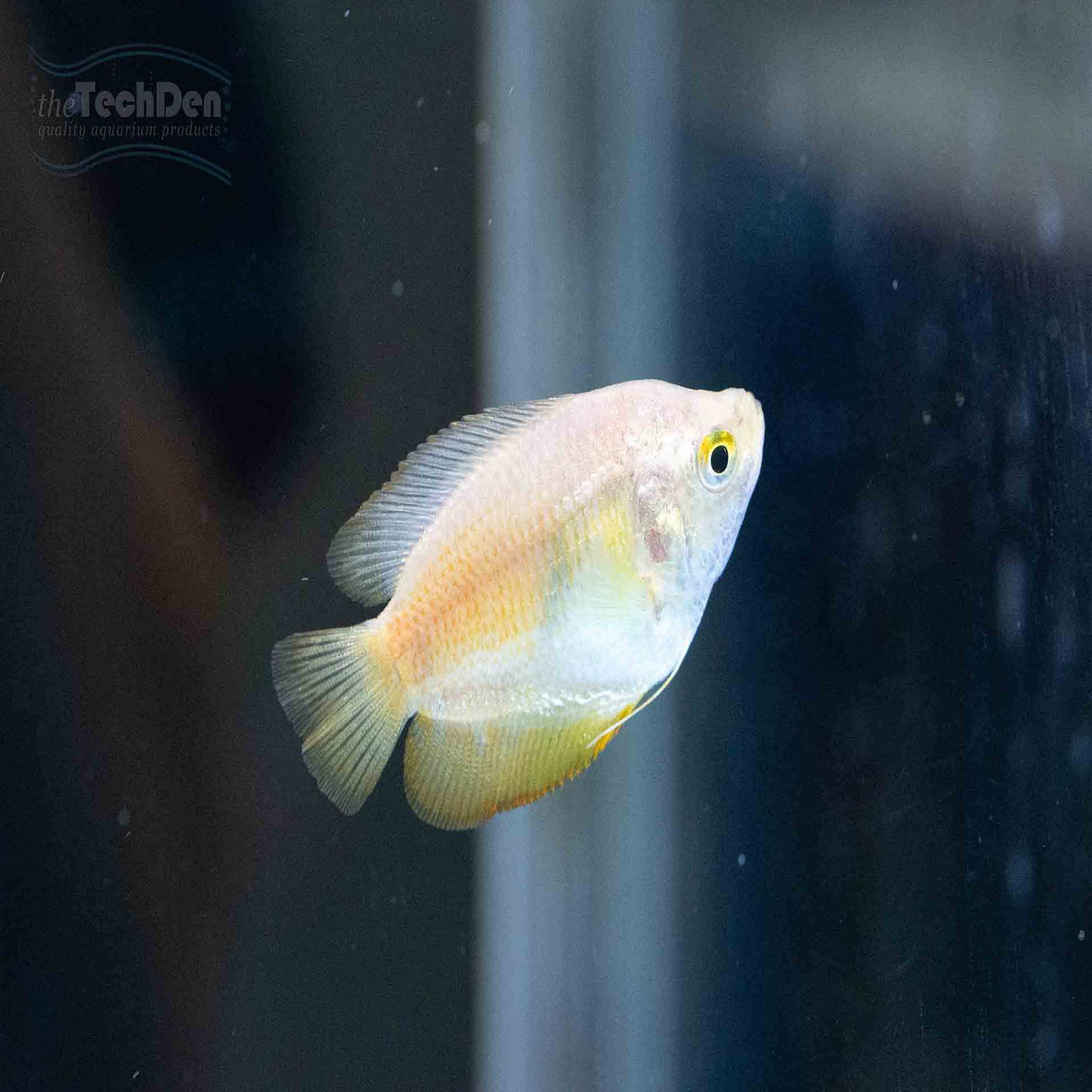 Female Dwarf Gourami - (No Online Purchases)