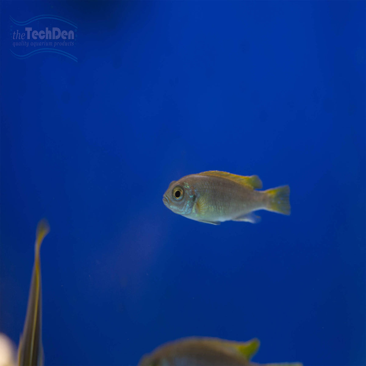 Yellow Tail Acei Cichlid - Pseudotropheus sp. Yellow Tail Acei (No Online Purchases)