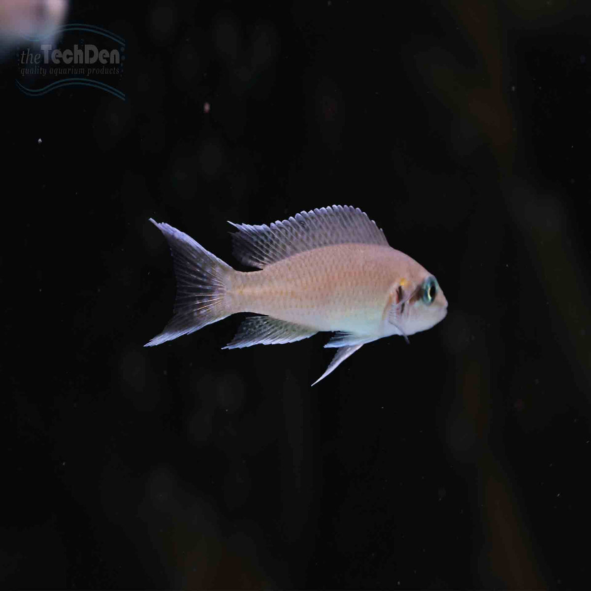 Princess Cichlid  (N.brichardi) - (No Online Purchases)