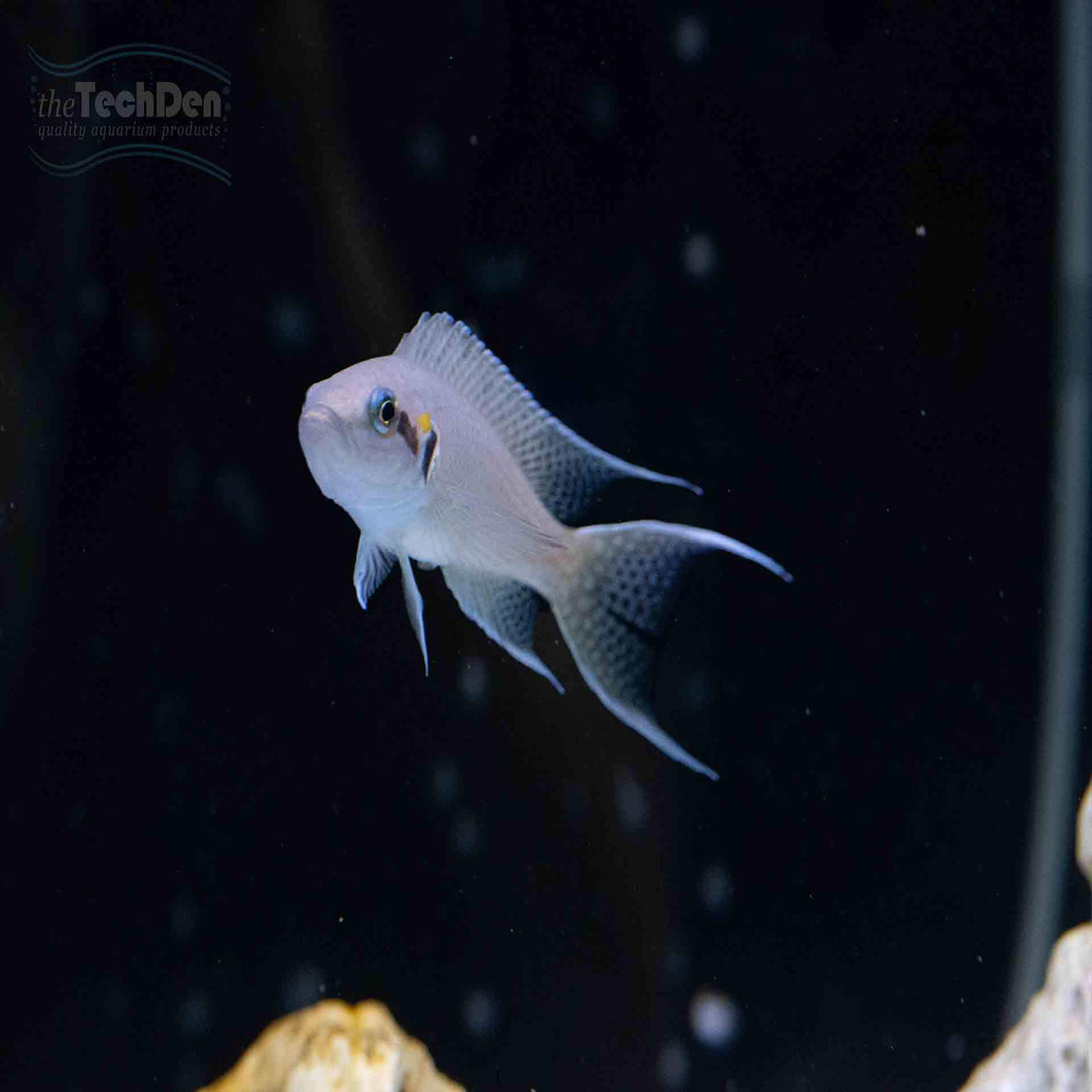 Princess Cichlid  (N.brichardi) - (No Online Purchases)