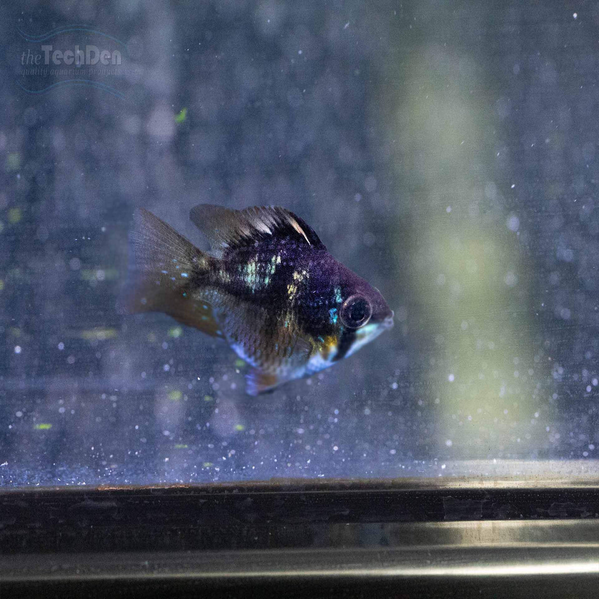 Blue Black Balloon Ram - (No Online Purchases)