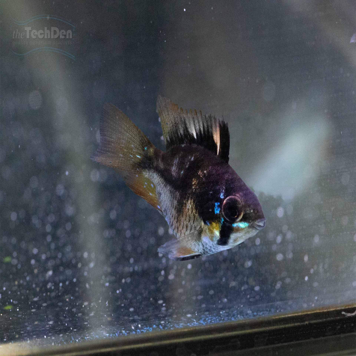 Blue Black Balloon Ram - (No Online Purchases)