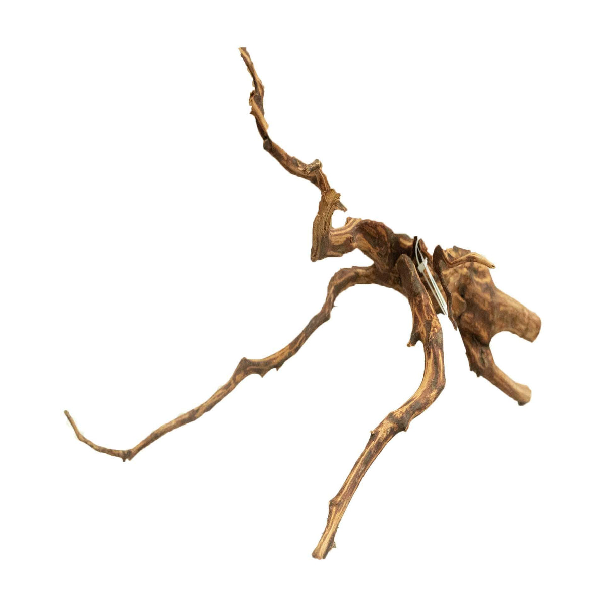 Dalua Tiger Forest Wood Medium - In Store Pick Up Only