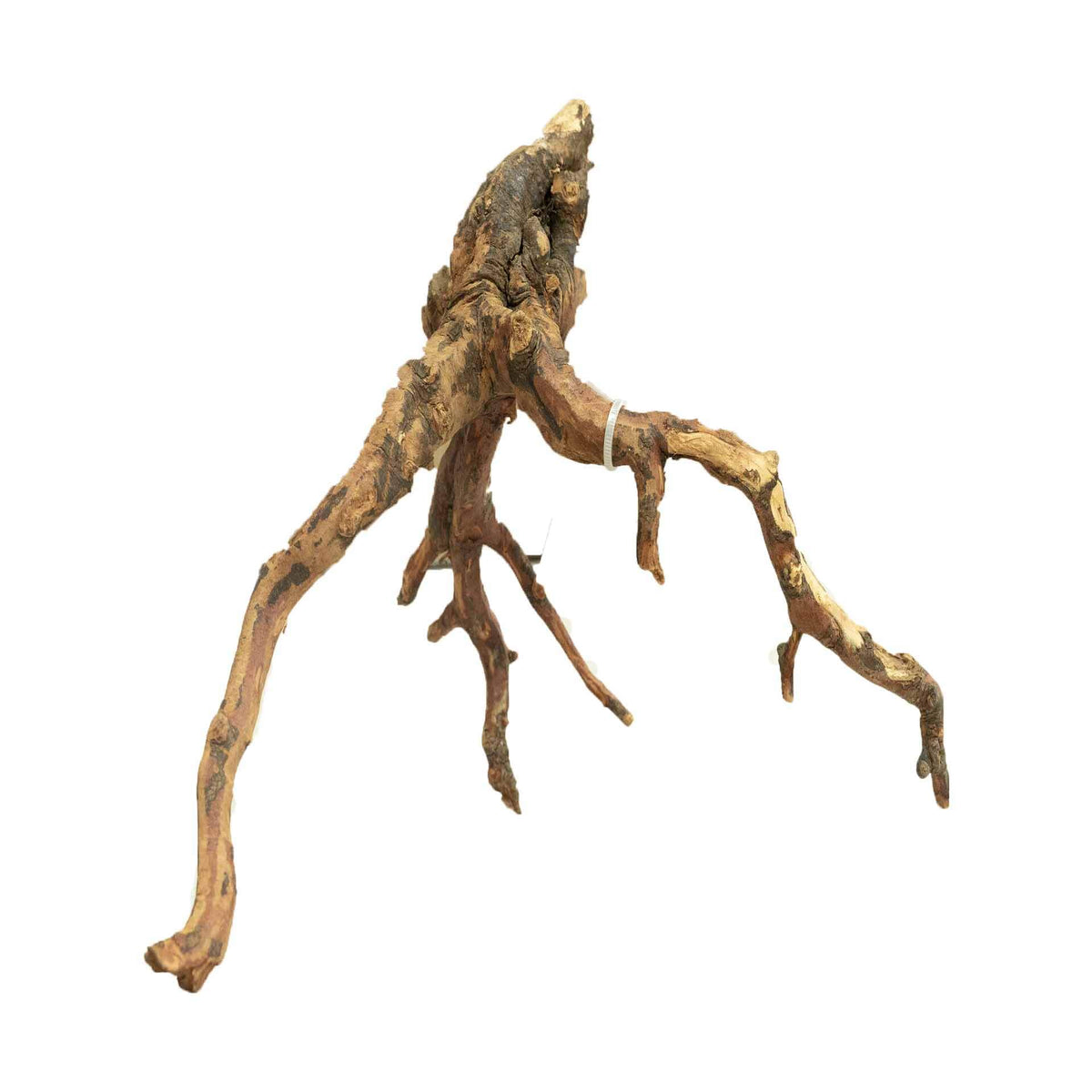 Dalua Tiger Forest Wood Small - In Store Pick Up Only