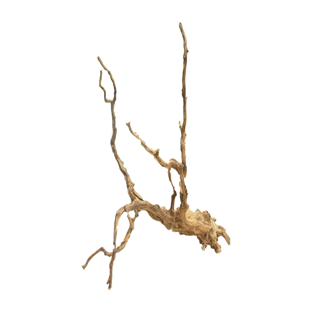 Dalua Tiger Forest Wood X-Large - In Store Pick Up Only