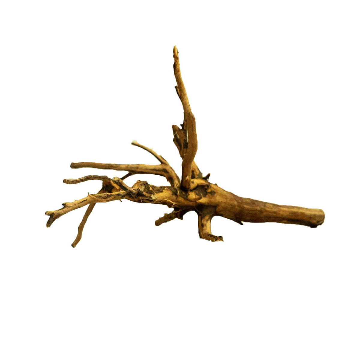 Dalua Tiger Forest Wood X-Small - In Store Pick Up Only