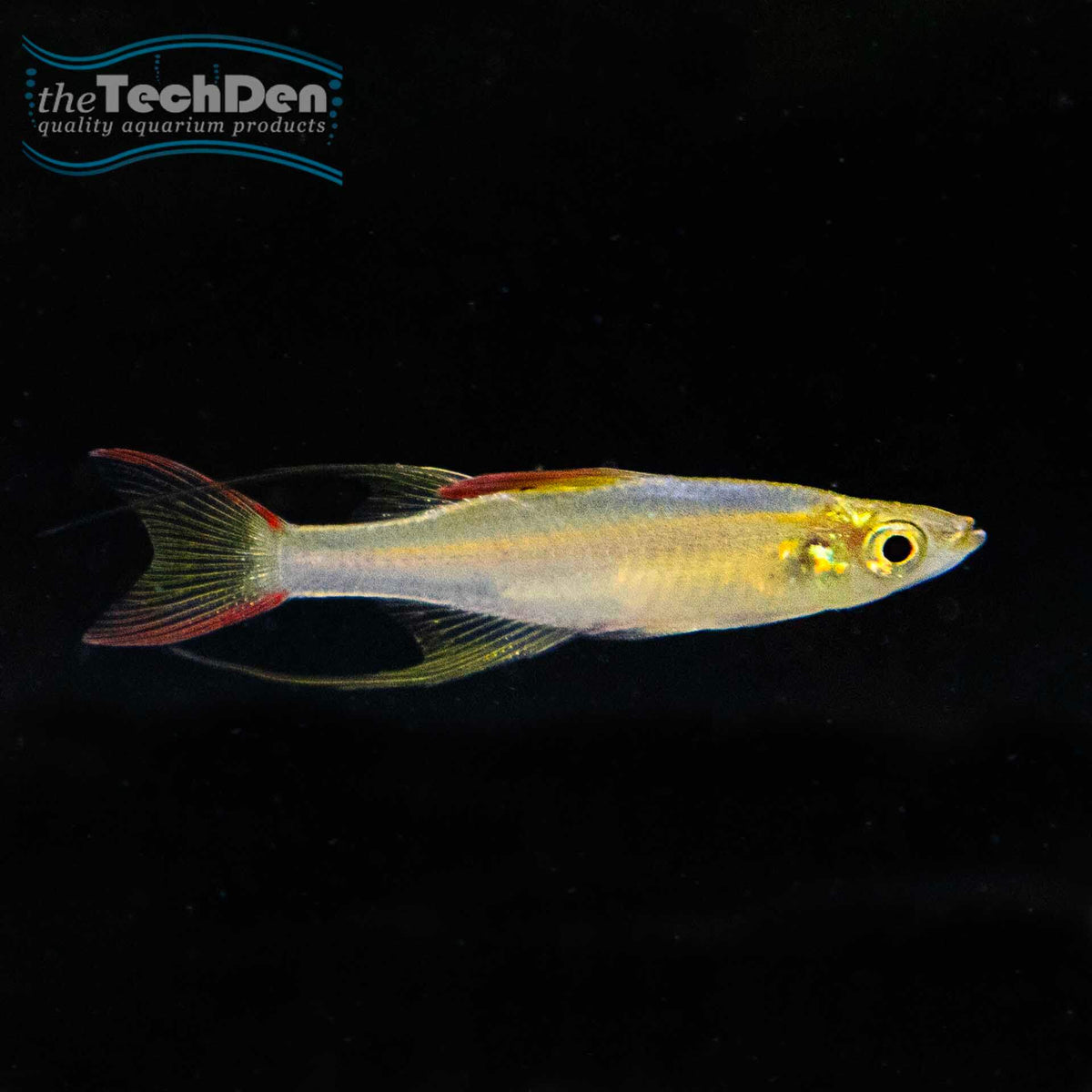 Threadfin Rainbow fish - (No Online Purchases)