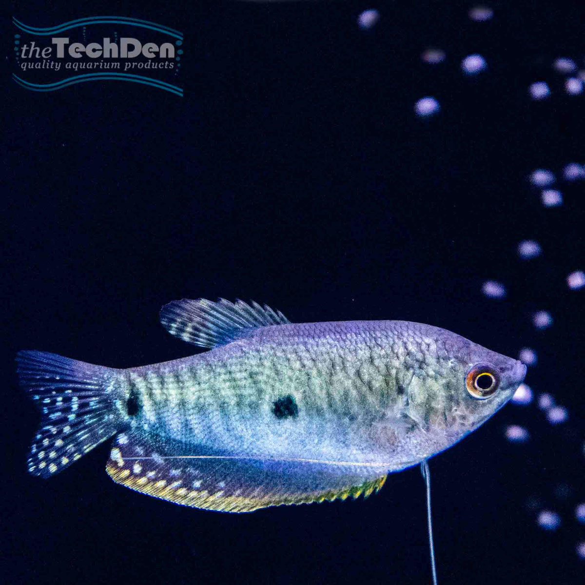 Three Spot Blue Gourami - (No Online Purchases)