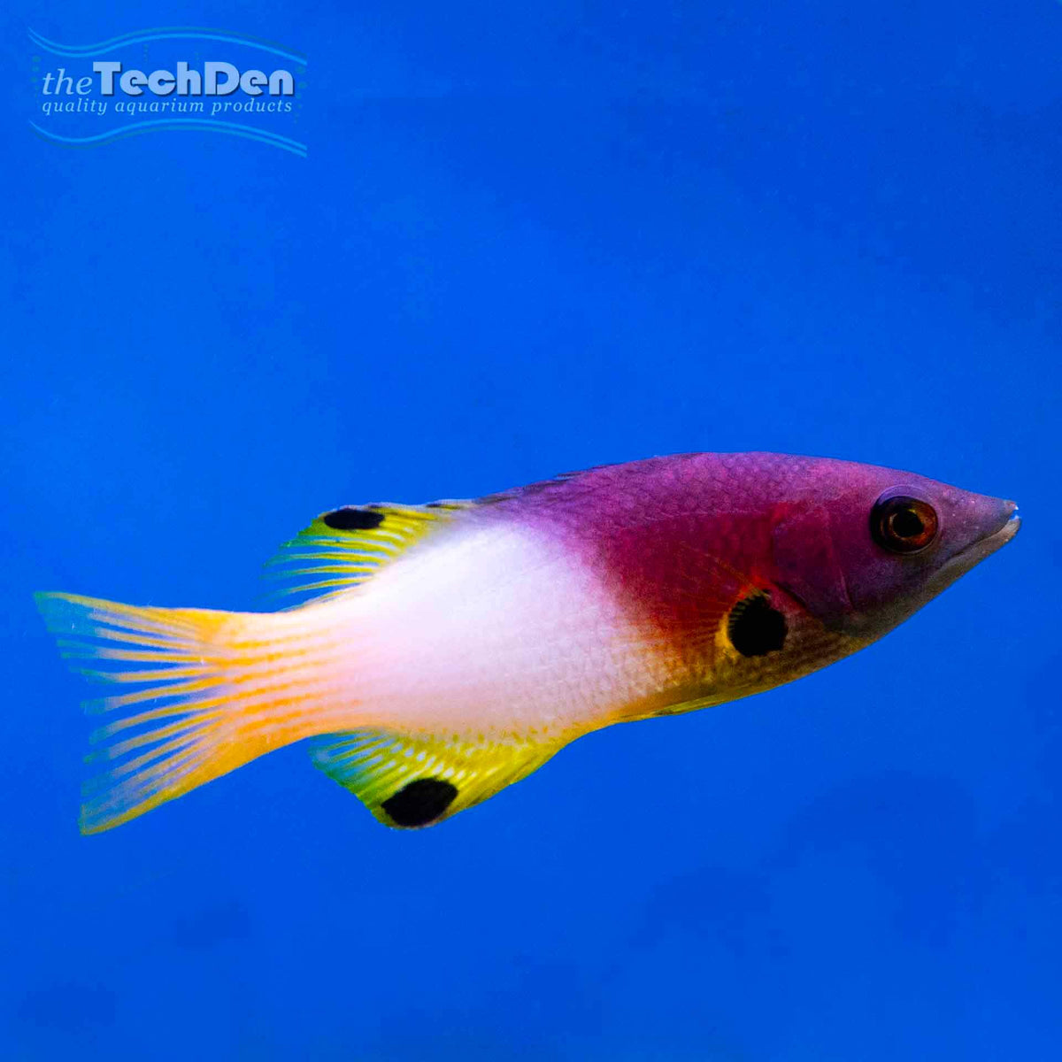 Three Spot Hogfish (Bodianus axillaris) - (No Online Purchases)