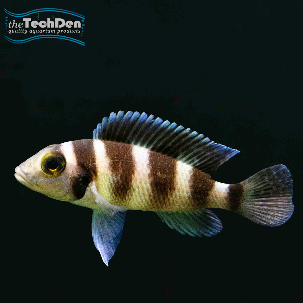 Neolamprologus tretocephalus - (No Online Purchases)