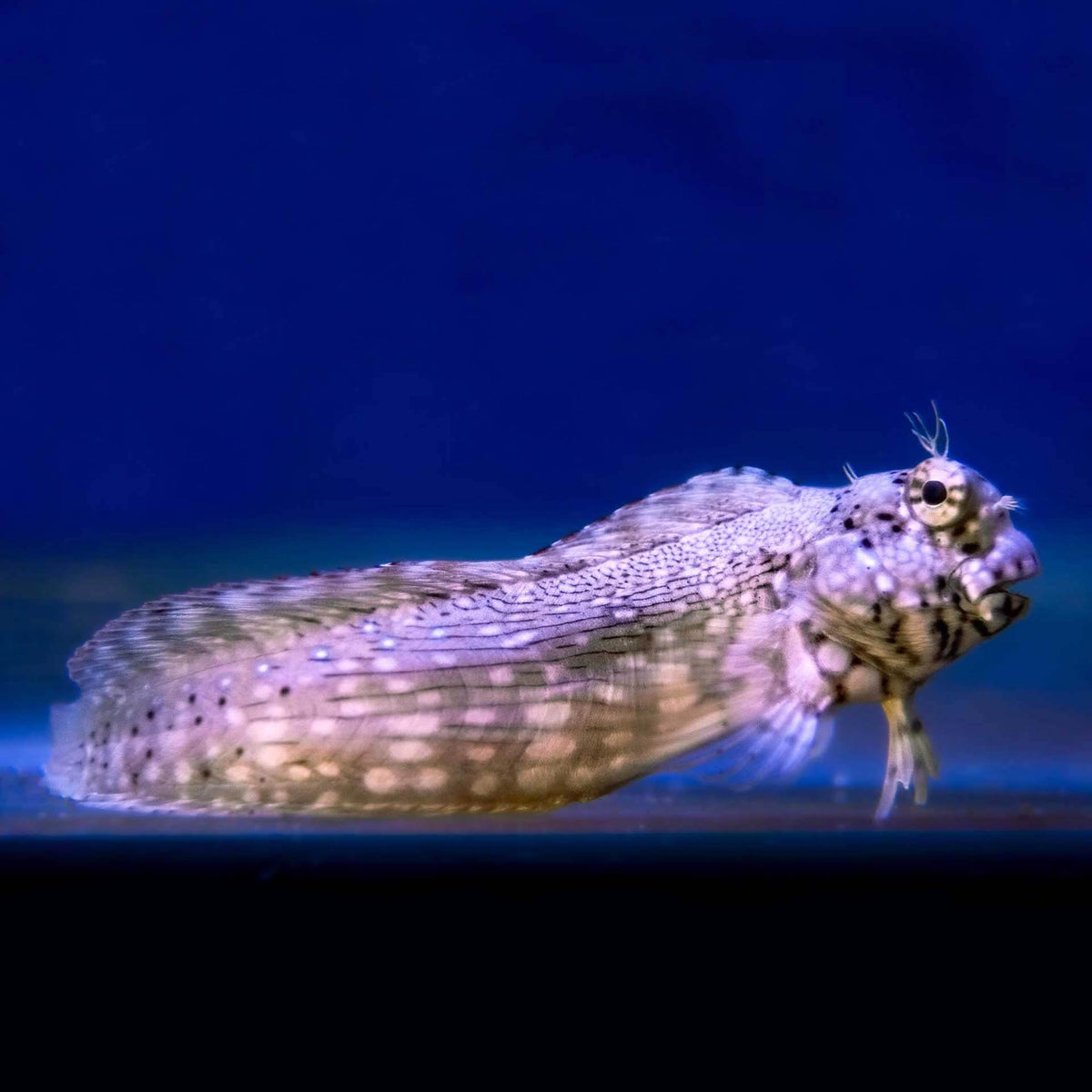 Triple Spot Blenny - (No Online Purchases)