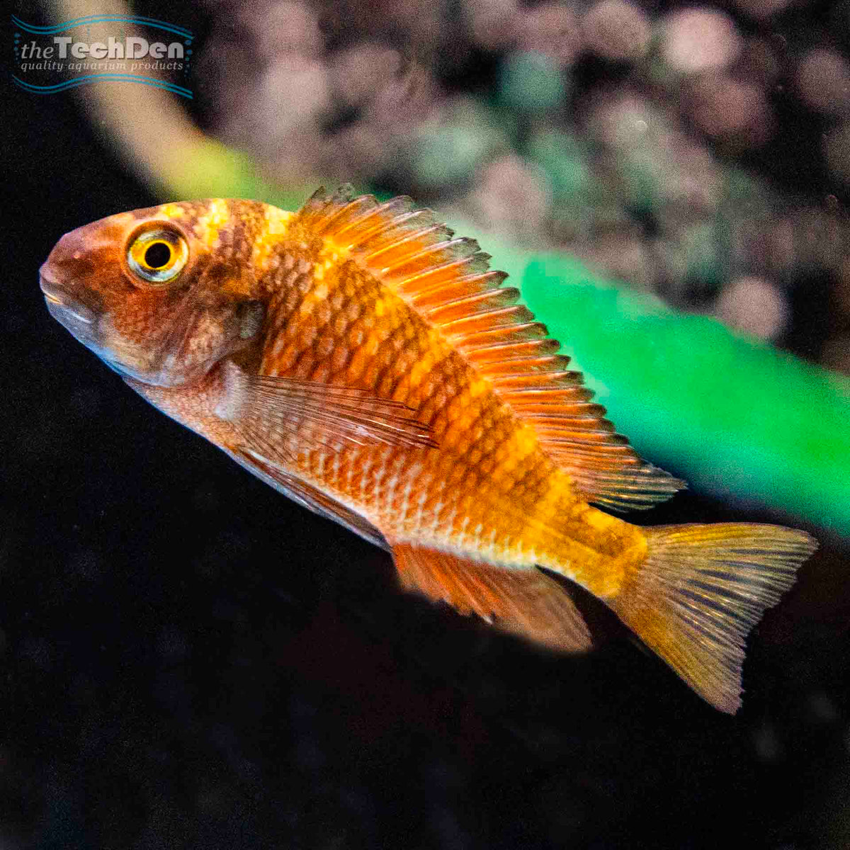 Tropheus Red Chilanga - (No Online Purchases)