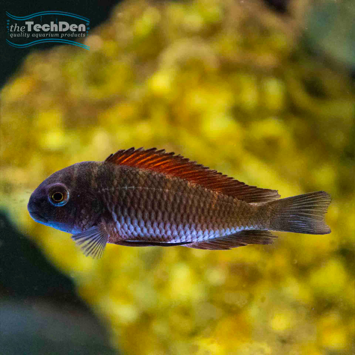 Tropheus Moliro - (No Online Purchases)