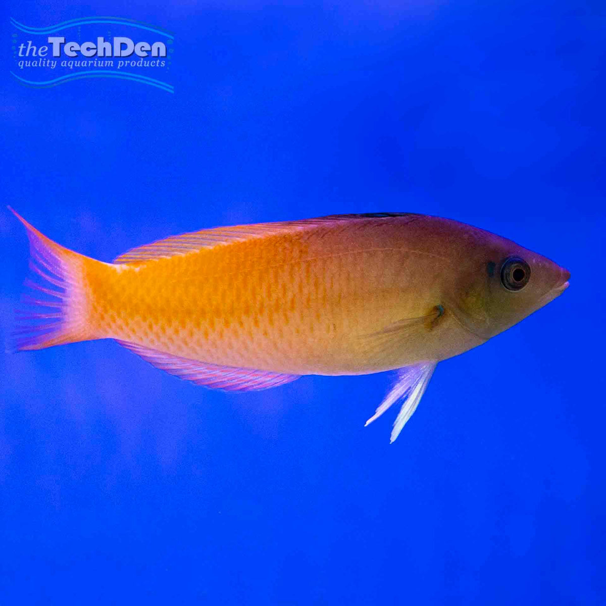 Two Tone Wrasse - No Online Purchases