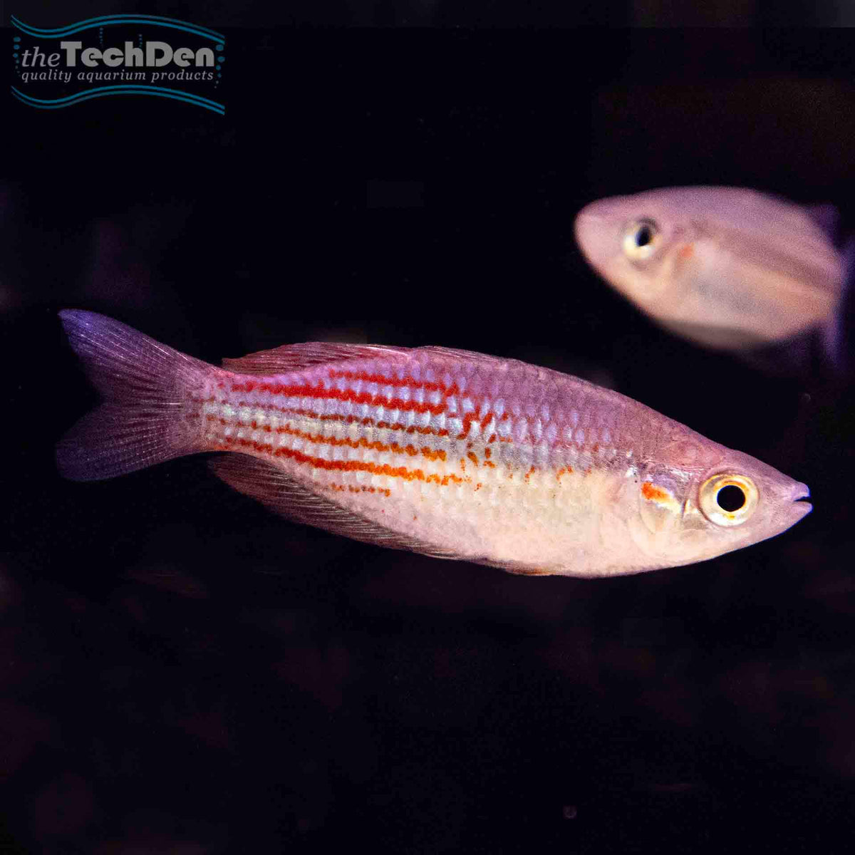 Utchee Creek Rainbow (No Online Purchases)