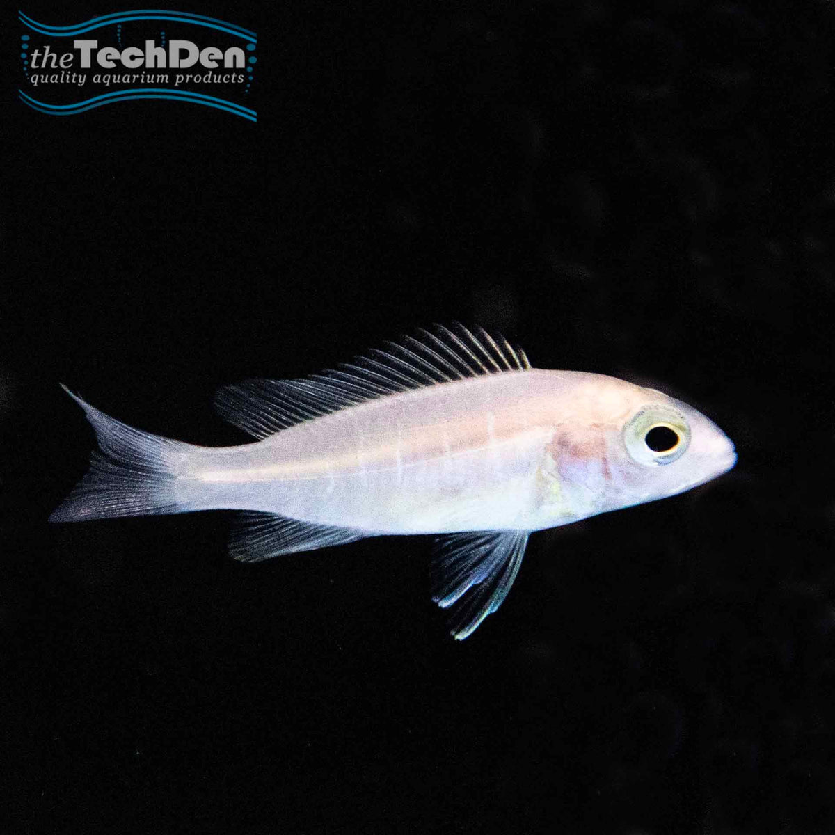 White Knight Cichlid (No Online Purchases)