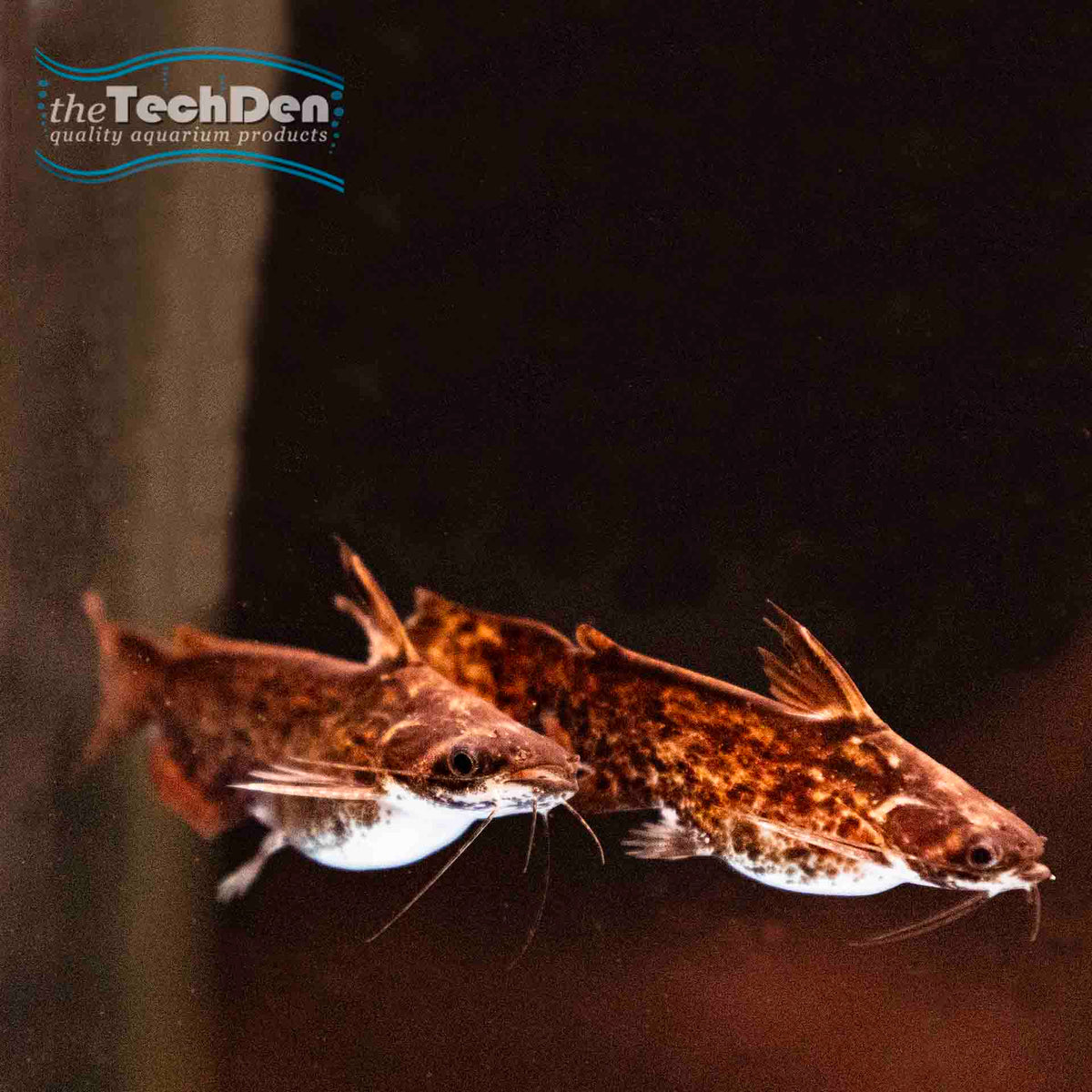 Woodycats Catfish - (No Online Purchases)