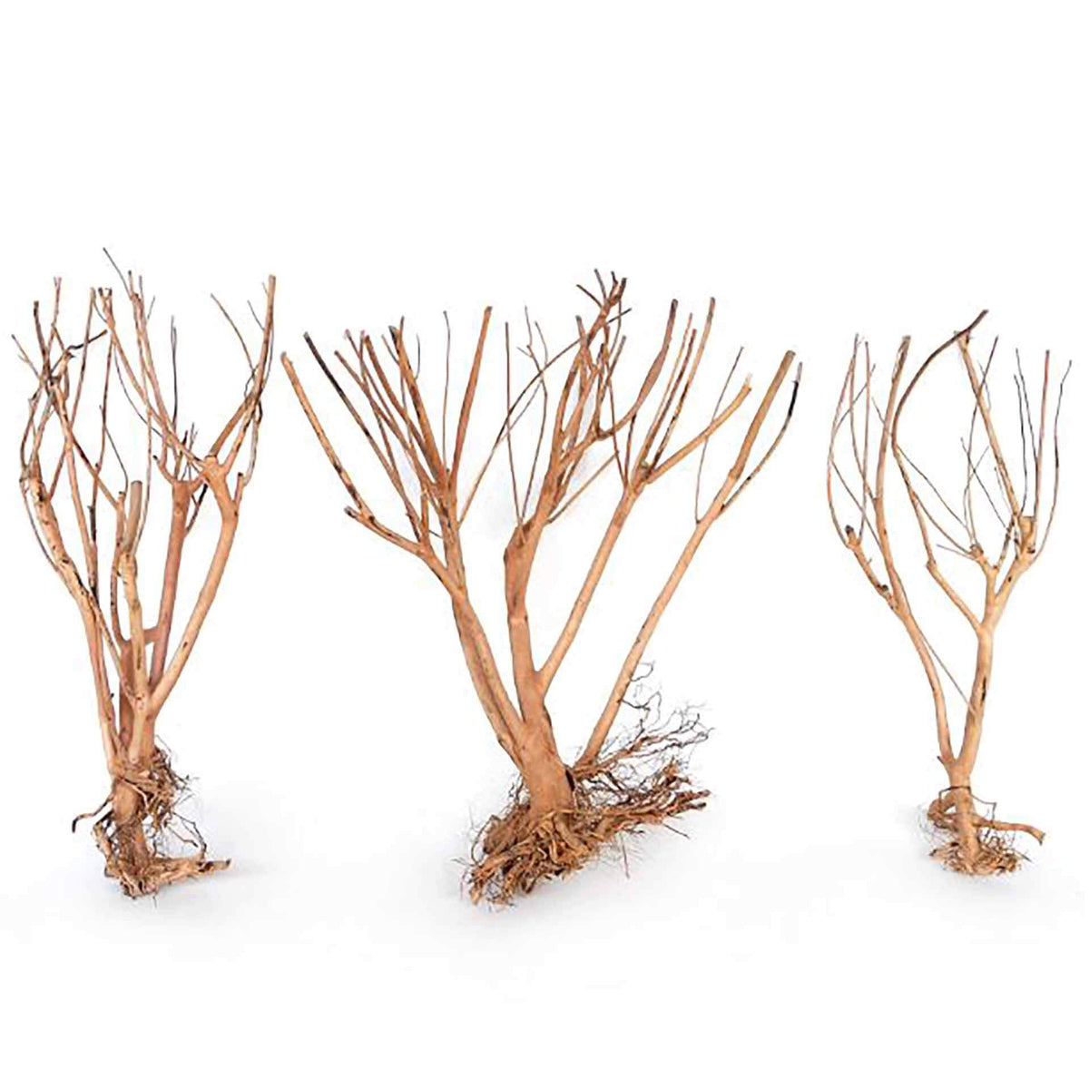 Wyld Scapes Photinia Wood M - In Store Pick Up Only**