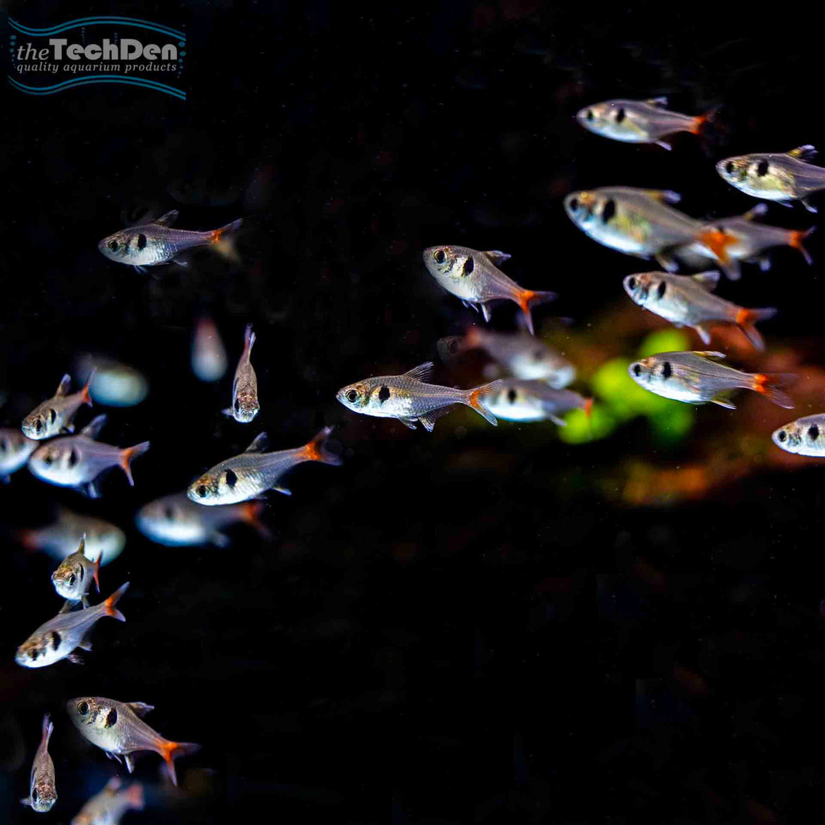 Yellow Phantom Tetra - (No Online Purchases)