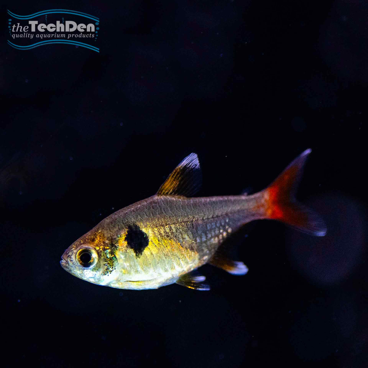 Yellow Phantom Tetra - (No Online Purchases)