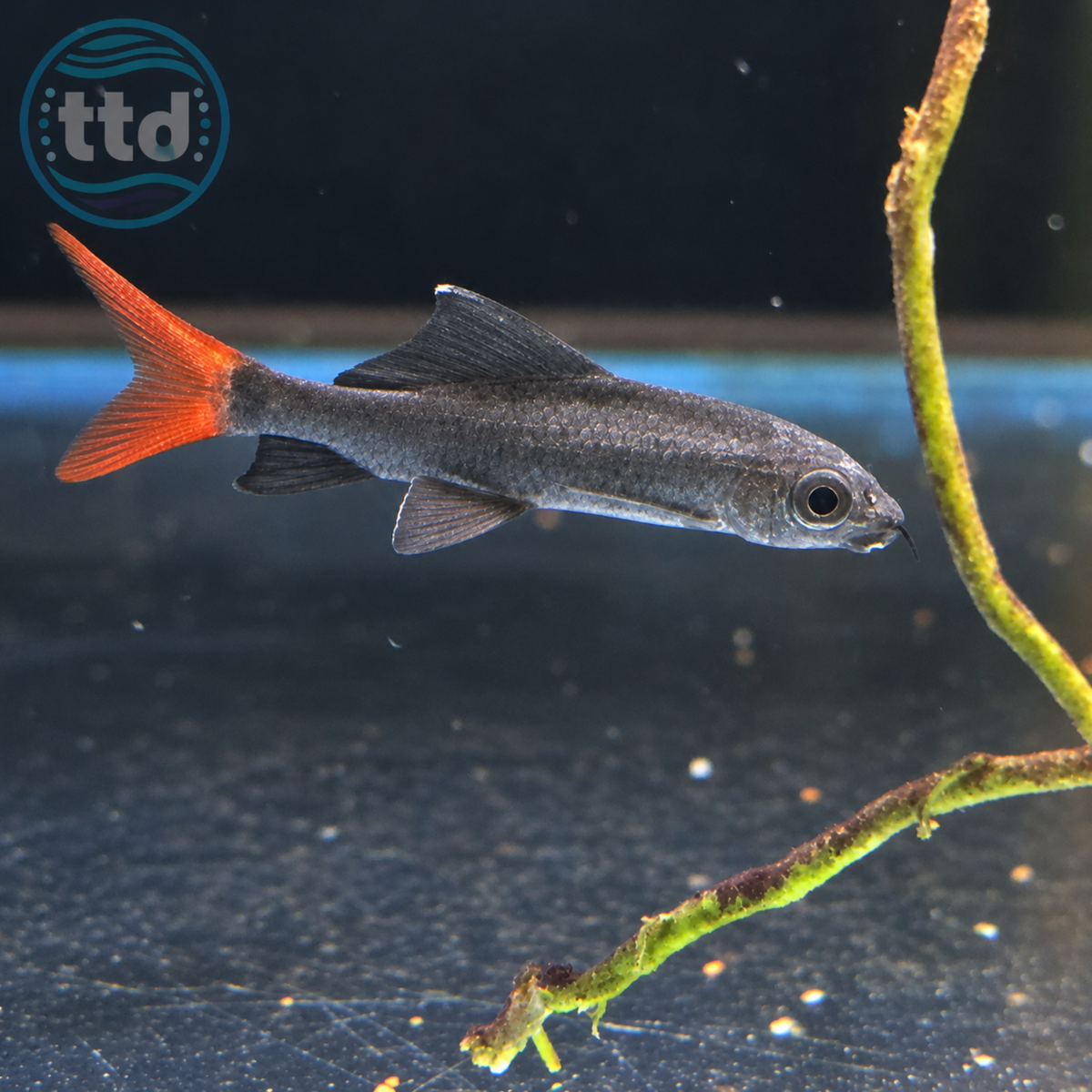 Red Tail Shark - (No Online Purchases)
