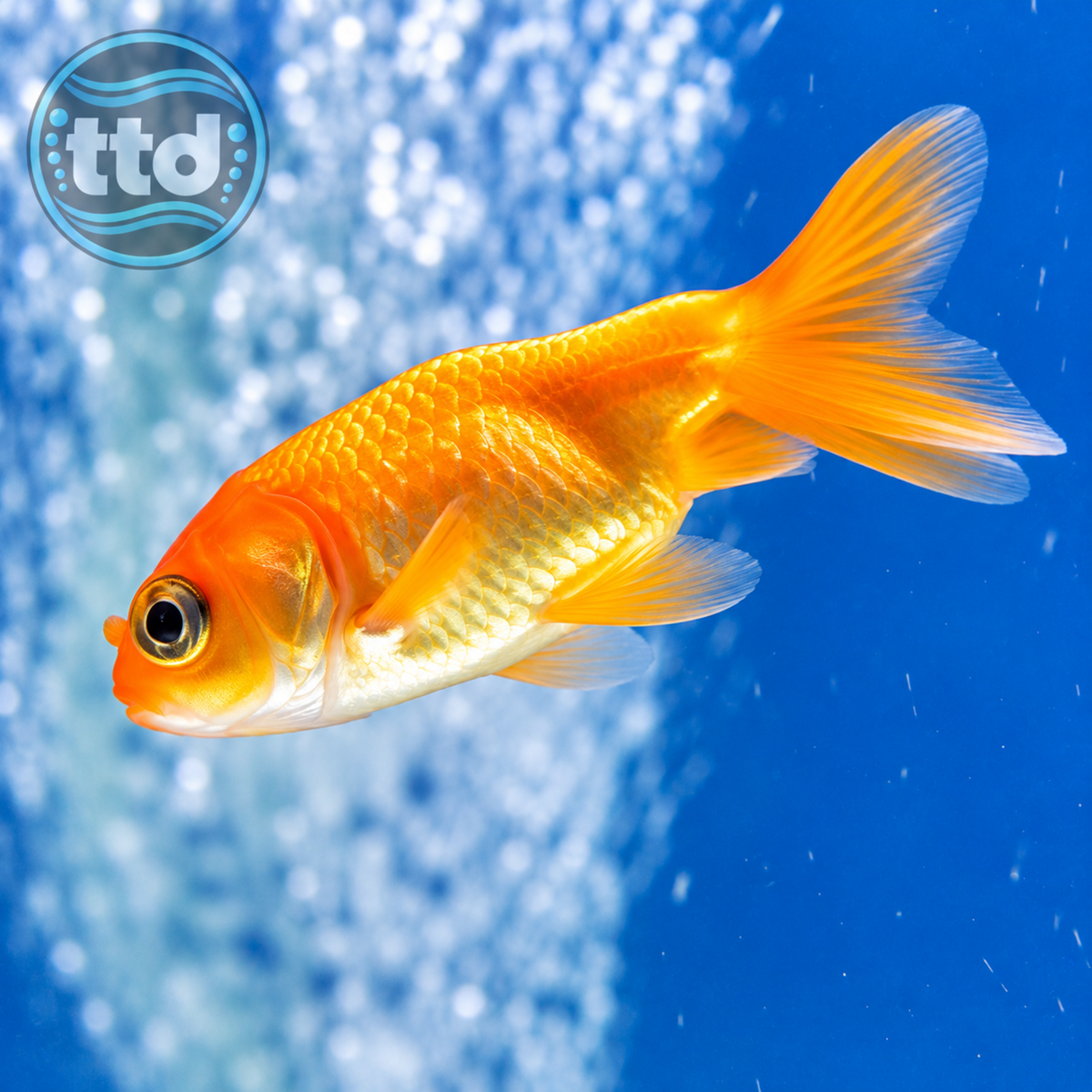 Ranchu Small 5cm - (No Online Purchases)