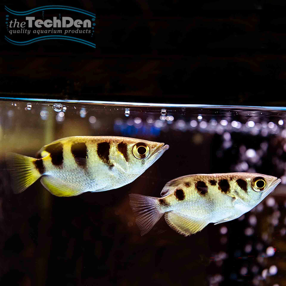 Archer Fish - Toxotes Chatareus (No Online Purchases)