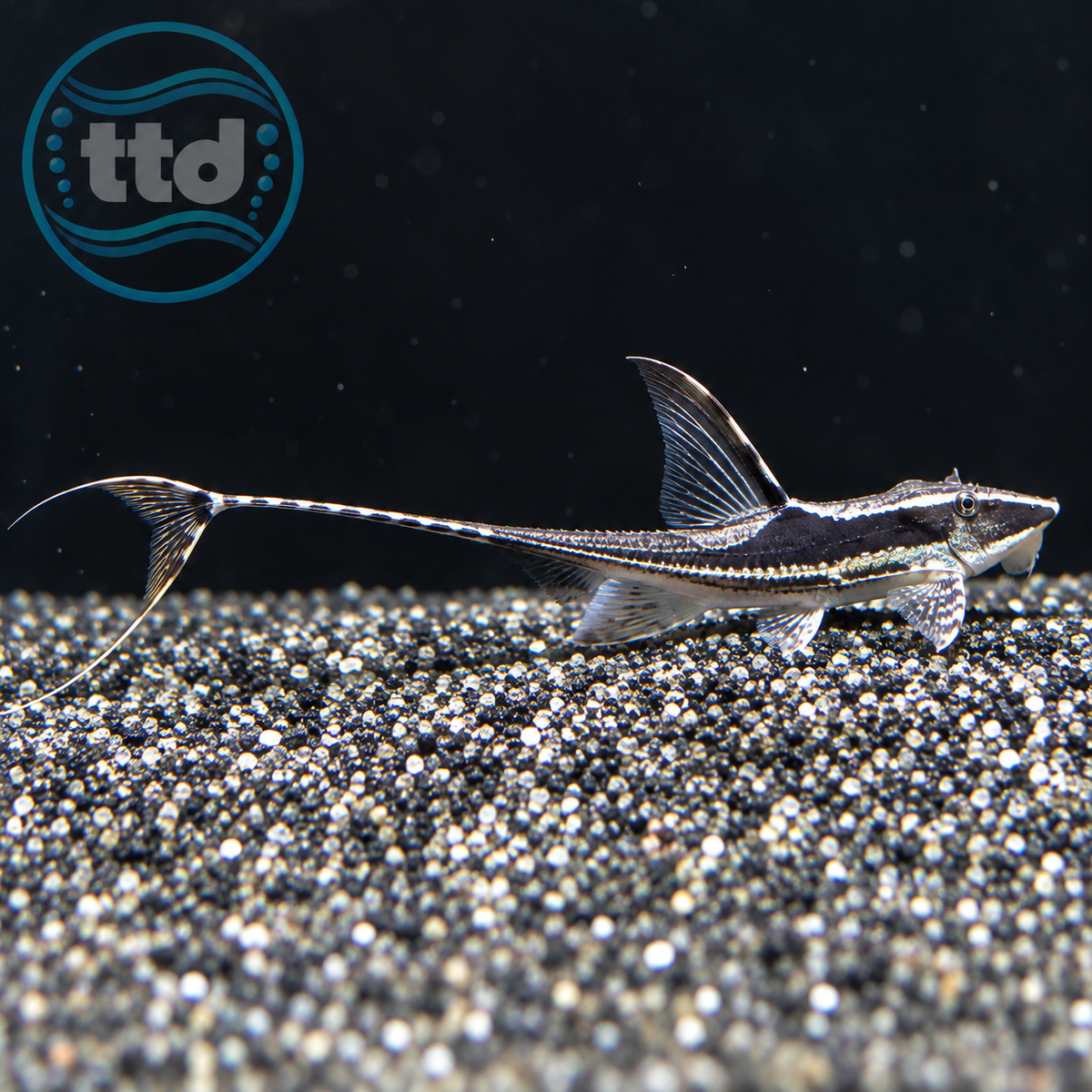 Royal Whiptail Catfish - (No Online Purchases)