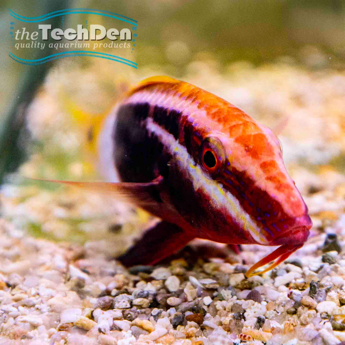 Bicolour Goatfish (Parupeneus barberinoides) - No Online Purchases