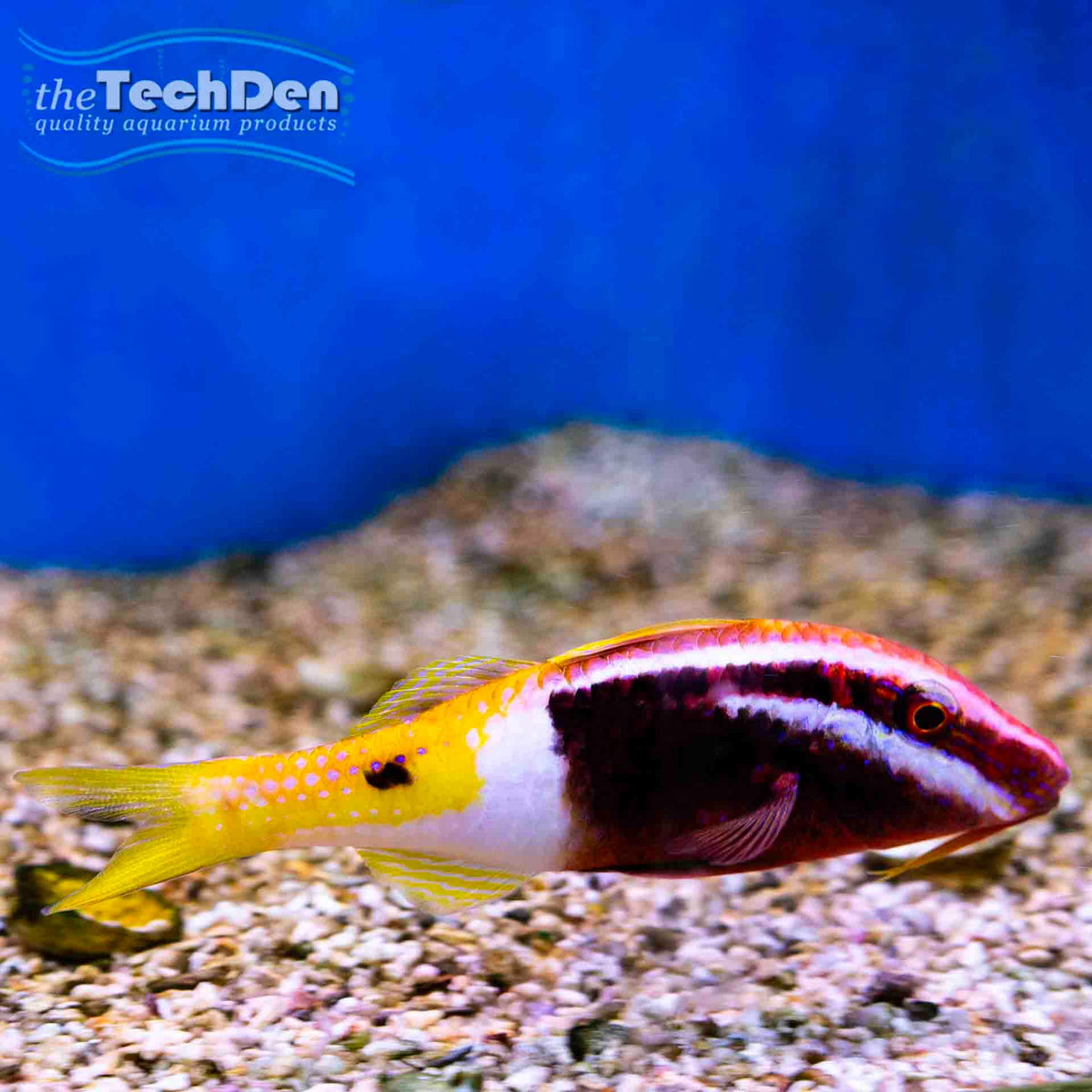 Bicolour Goatfish (Parupeneus barberinoides) - No Online Purchases