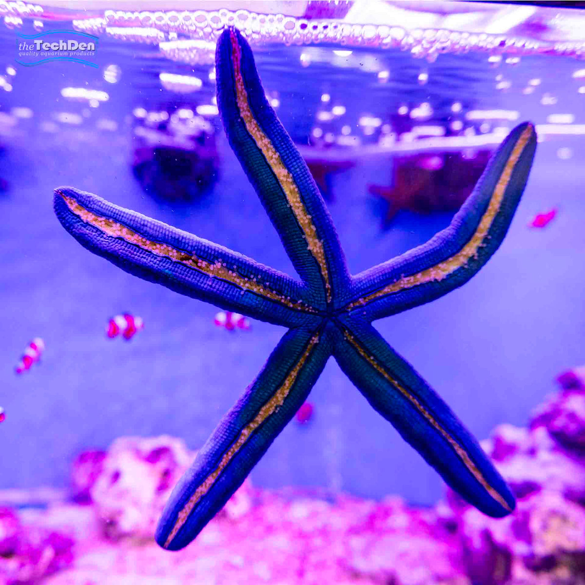 Blue Starfish - (no Online Purchases)