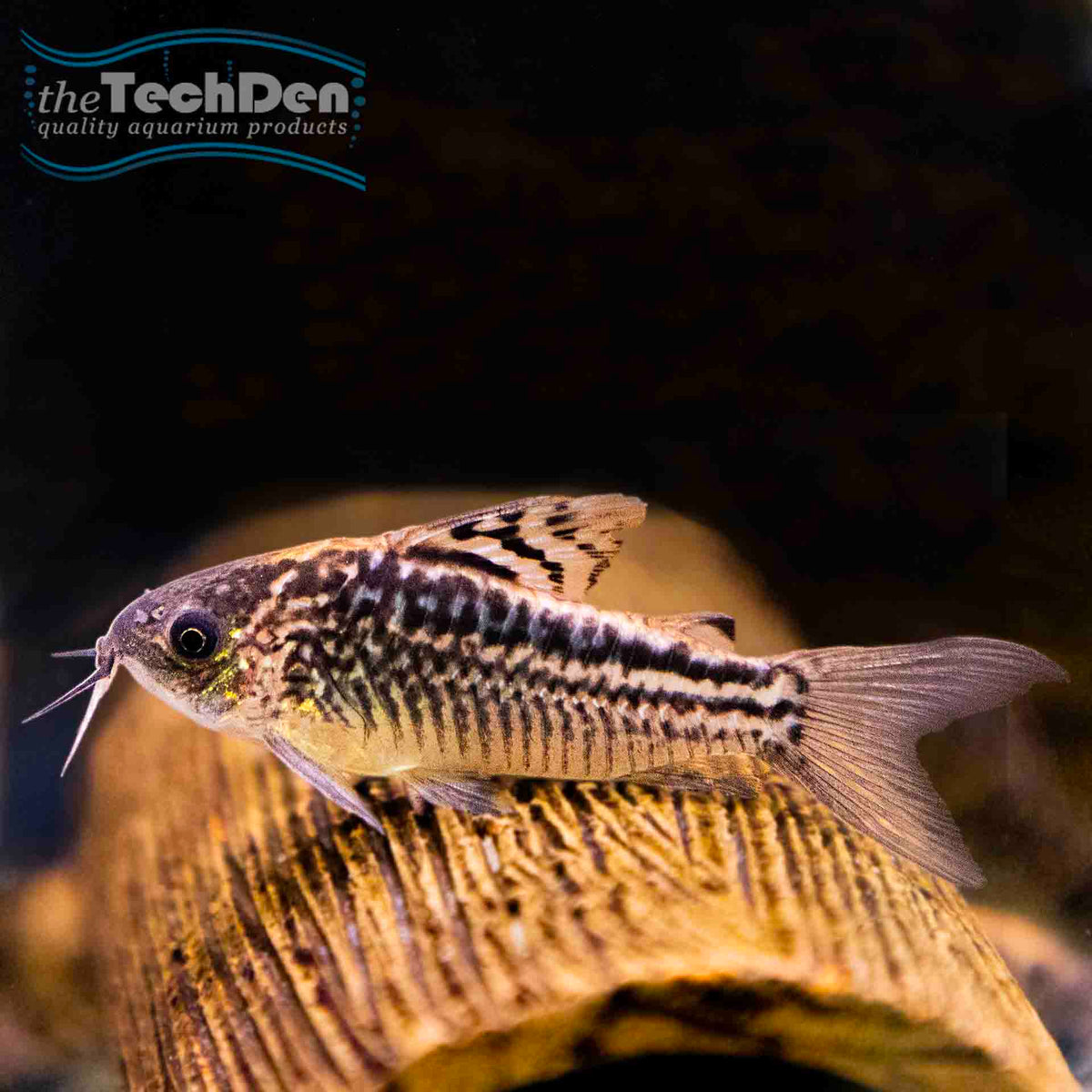 Corydoras elegans - (No Online Purchases)