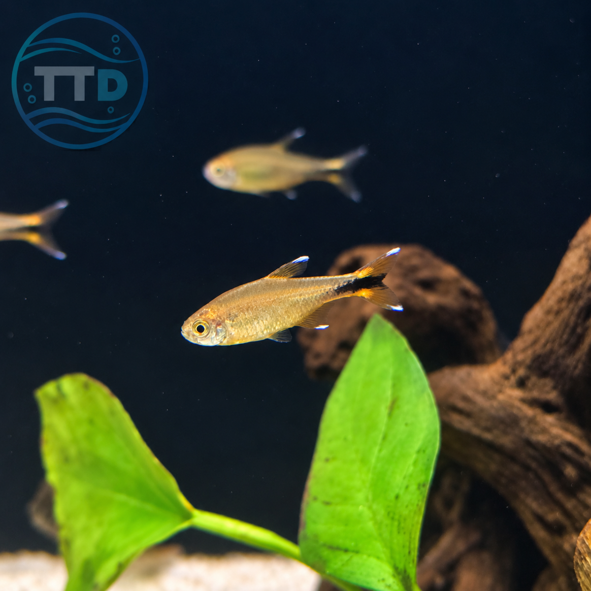 Silver Tip Tetra - (No Online Purchases)